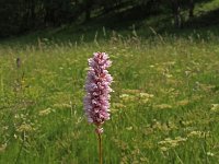 Polygonum bistorta 42, Adderwortel, Saxifraga-Jeroen Willemsen