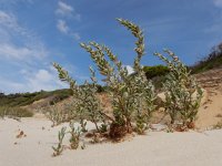 Polygonum maritimum 12, Strandvarkensgras, Saxifraga-Ed Stikvoort