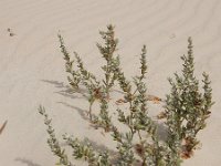 Polygonum maritimum 15, Strandvarkensgras, Saxifraga-Ed Stikvoort