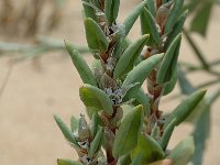 Polygonum maritimum 1, Strandvarkensgras, Saxifraga-Jan van der Straaten