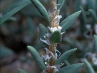 Polygonum maritimum 2, Strandvarkensgras, Saxifraga-Jan van der Straaten