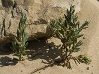 Polygonum maritimum 3, Strandvarkensgras, Saxifraga-Jan van der Straaten