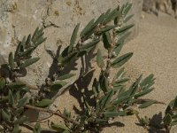 Polygonum maritimum 4, Strandvarkensgras, Saxifraga-Willem van Kruijsbergen