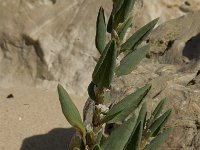 Polygonum maritimum 5, Strandvarkensgras, Saxifraga-Jan van der Straaten