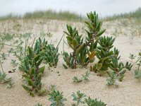 Polygonum maritimum 6, Strandvarkensgras, Saxifraga-Ed Stikvoort