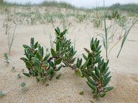 Polygonum maritimum 7, Strandvarkensgras, Saxifraga-Ed Stikvoort