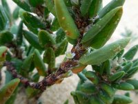 Polygonum maritimum 8, Strandvarkensgras, Saxifraga-Ed Stikvoort