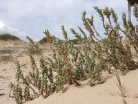 Polygonum maritimum 9, Strandvarkensgras, Saxifraga-Ed Stikvoort