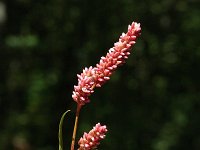 Polygonum persicaria 1, Perzikkruid, Saxifraga-Jan van der Straaten