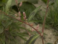 Polygonum persicaria 2, Perzikkruid, Saxifraga-Willem van Kruijsbergen