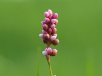 Polygonum persicaria 4, Perzikkruid, Saxifraga-Rudmer Zwerver