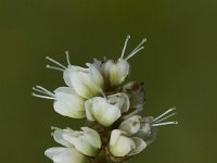 Polygonum viviparum 1, Saxifraga-Jan van der Straaten