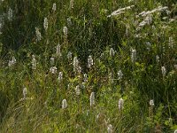 Polygonum viviparum 11, Saxifraga-Jan van der Straaten