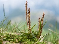 Polygonum viviparum 14, Saxifraga-Luuk Vermeer