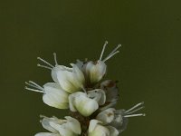 Polygonum viviparum 2, Saxifraga-Jan van der Straaten