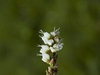 Polygonum viviparum 3, Saxifraga-Jan van der Straaten