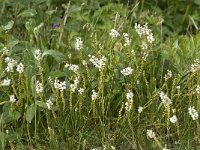 Polygonum viviparum 5, Saxifraga-Jan van der Straaten