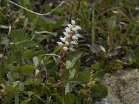 Polygonum viviparum 6, Saxifraga-Willem van Kruijsbergen