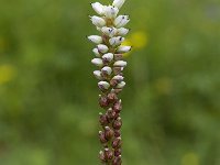 Polygonum viviparum 9, Saxifraga-Willem van Kruijsbergen