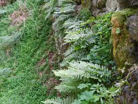 Polypodium interjectum 8, Brede eikvaren, Saxifraga-Rutger Barendse