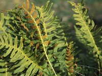 Polypodium interjectum 1, Brede eikvaren, Saxifraga-Jan Jansen