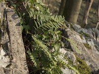 Polypodium interjectum 10, Brede eikvaren, Saxifraga-Willem van Kruijsbergen