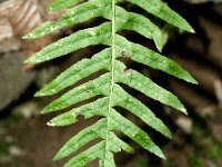 Polypodium interjectum 2, Brede eikvaren, Saxifraga-Branko Bakan