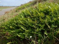 Polypodium interjectum 3, Brede eikvaren, Saxifraga-Peter Meininger