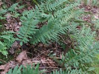 Polypodium interjectum 4, Brede eikvaren, Saxifraga-Rutger Barendse