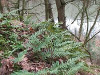 Polypodium interjectum 5, Brede eikvaren, Saxifraga-Rutger Barendse