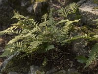 Polypodium interjectum 9, Brede eikvaren, Saxifraga-Willem van Kruijsbergen