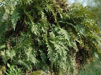 Polypodium vulgare 1, Gewone eikvaren, Saxifraga-Jan van der Straaten