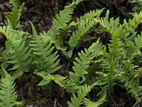 Polypodium vulgare 10, Gewone eikvaren, Saxifraga-Willem van Kruijsbergen