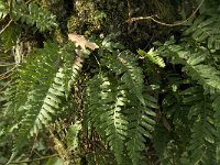 Polypodium vulgare 12, Gewone Eikvaren, Saxifraga-Jan van der Straaten