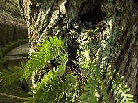 Polypodium vulgare 13, Gewone Eikvaren, Saxifraga-Jan van der Straaten