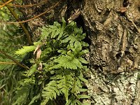 Polypodium vulgare 14, Gewone Eikvaren, Saxifraga-Jan van der Straaten