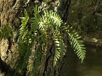 Polypodium vulgare 15, Gewone Eikvaren, Saxifraga-Jan van der Straaten