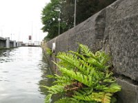 Polypodium vulgare 19, Gewone eikvaren, Saxifraga-Rutger Barendse