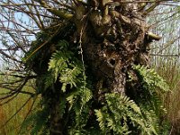 Polypodium vulgare 23, Gewone eikvaren, Saxifraga-Ed Stikvoort