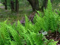 Polypodium vulgare 27, Gewone eikvaren, Saxifraga-Ed Stikvoort