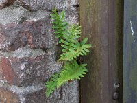 Polypodium vulgare 28, Gewone eikvaren, Saxifraga-Ed Stikvoort