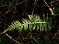 Polypodium vulgare 3, Gewone eikvaren, Saxifraga-Jan van der Straaten