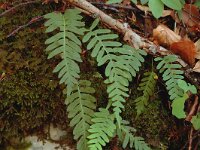 Polypodium vulgare 4, Gewone eikvaren, Saxifraga-Jan van der Straaten