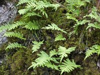 Common Polypody (Polypodium vulgare) on rock between mosses and lichens, Sweden  Common Polypody (Polypodium vulgare) on rock between mosses and lichens, Sweden : Common Polypody, Polypodium vulgare, rock, bracken, fern, flora, floral, lichen, moss, mosses, natural, nature, plant, Scandinavia, Scandinavian, Sweden, Swedish