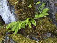 Polypodium vulgare 41, Gewone eikvaren, Saxifraga-Roel Meijer  Polypodium vulgare. : Growth