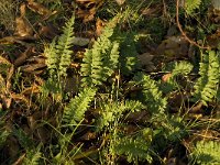 Polypodium vulgare 5, Gewone eikvaren, Saxifraga-Jan van der Straaten