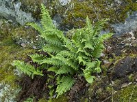 Polypodium vulgare 6, Gewone eikvaren, Saxifraga-Willem van Kruijsbergen