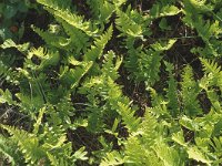 Polypodium vulgare 9, Gewone eikvaren, Saxifraga-Jan van der Straaten