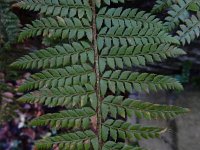 Polystichum aculeatum 23, Stijve naaldvaren, Saxifraga-Ed Stikvoort