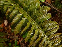 Polystichum aculeatum 24, Stijve naaldvaren, Saxifraga-Ed Stikvoort